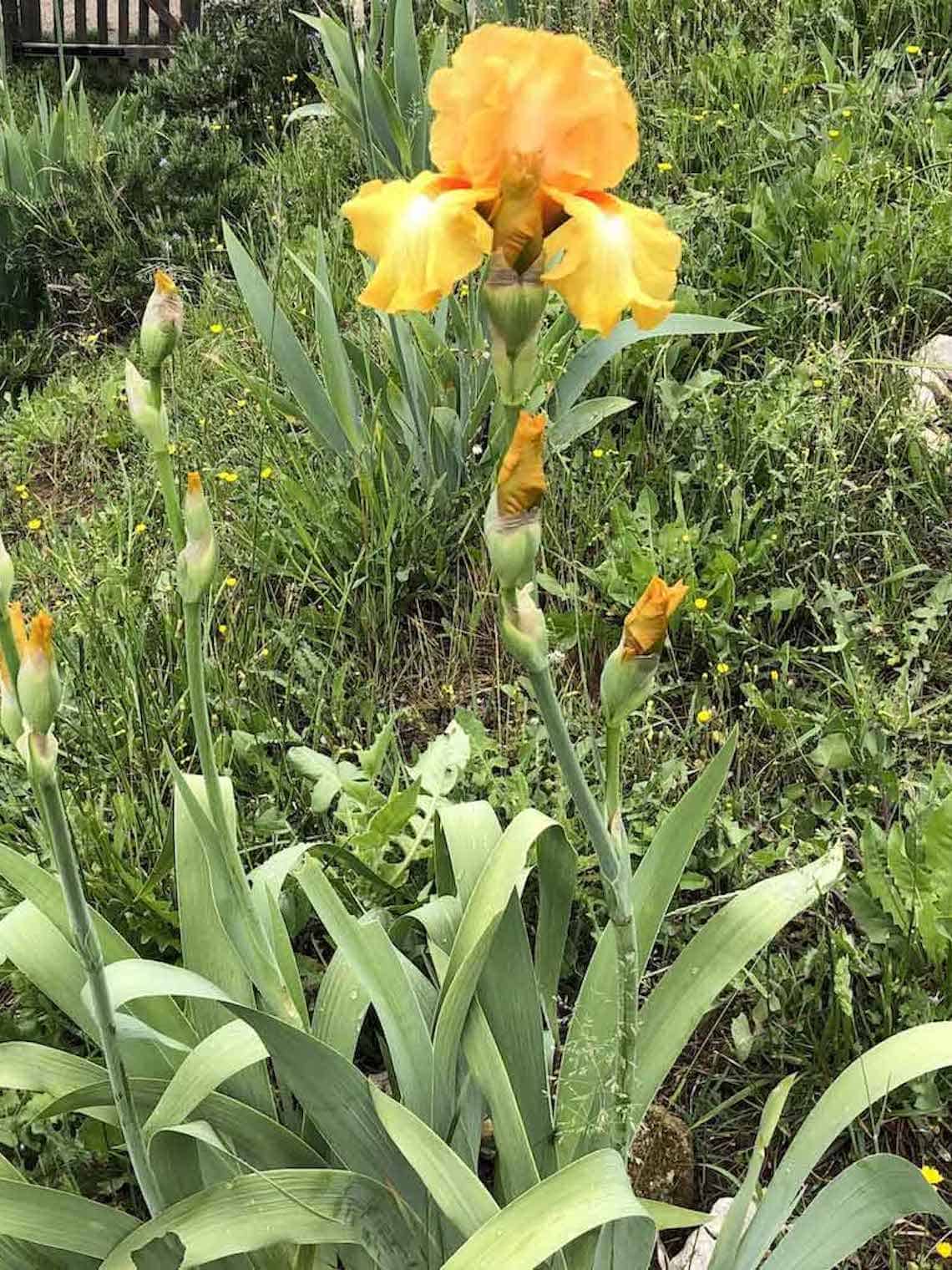 iris orange suite